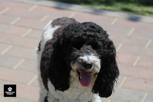 Dogpark pix 18 e8kfbm