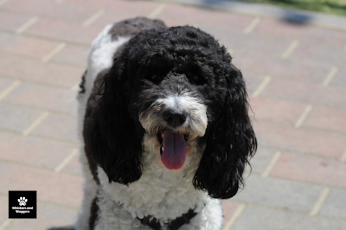 Dogpark pix 19 oagyql