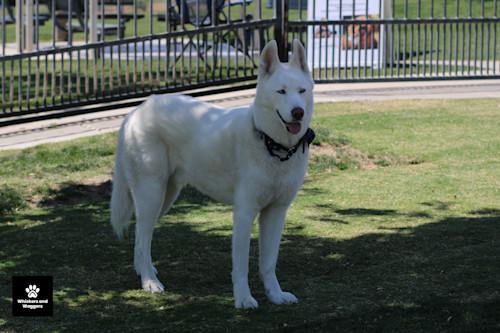 Dogpark pix 25 lk4smc