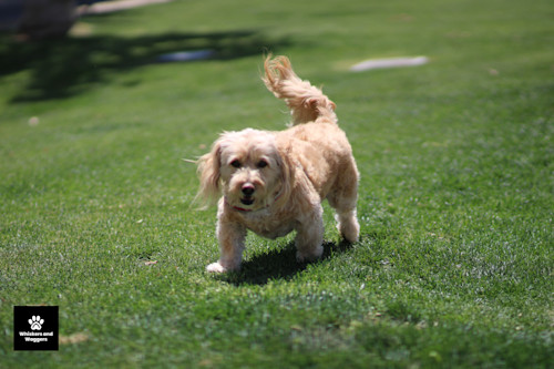 Dogpark pix 04 d0hlyw