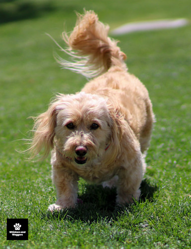 Dogpark pix 05 kb20zy