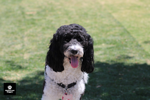 Dogpark pix 22 edvtk7