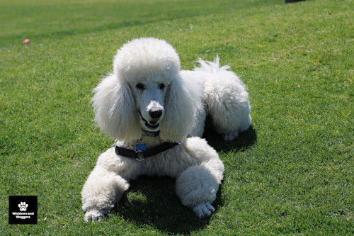 Dogpark pix 35 rlgbsf