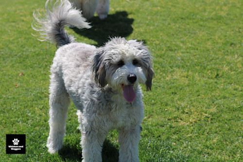 Dogpark pix 49 kpwu50