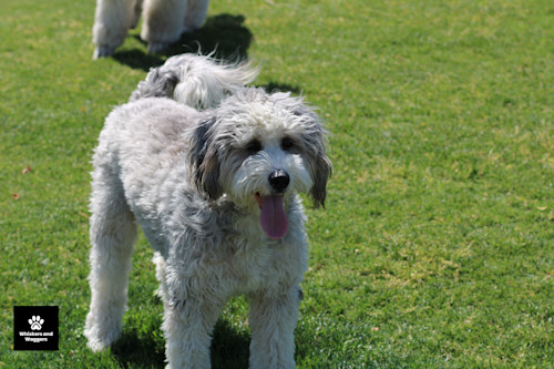 Dogpark pix 50 etp4ma