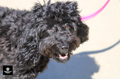 Dogpark pix 59 v7fgbi