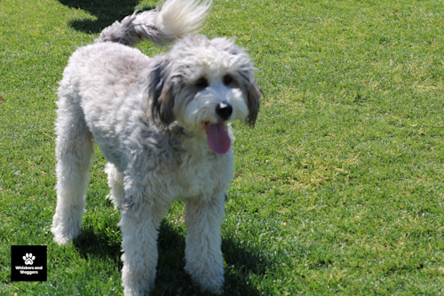 Dogpark pix 51 tygnb3