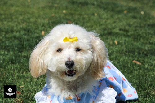 Dogpark pix 65 w8pkk3