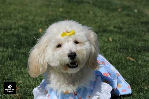 Dogpark pix 66 hxkeap