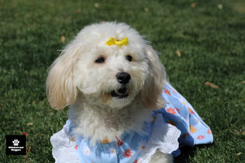 Dogpark pix 67 qvizec