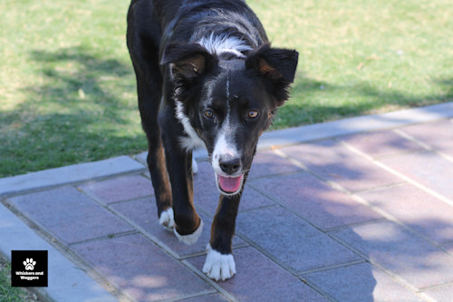 Dogpark pix 31 ydlhhn