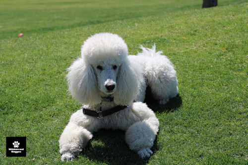 Dogpark pix 37 oy3nyt