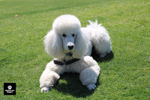 Dogpark pix 38 lnagsy