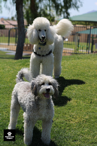 Dogpark pix 40 xh4ijq