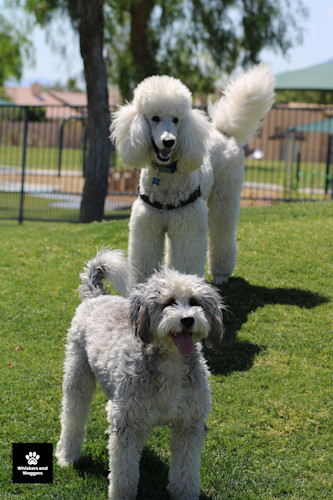 Dogpark pix 45 v3hfrb