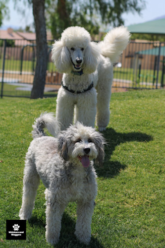 Dogpark pix 41 ff0cep