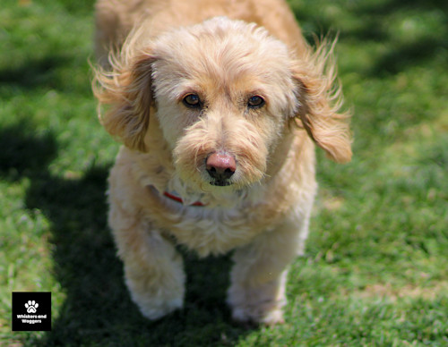 Dogpark pix 02 v9qexj