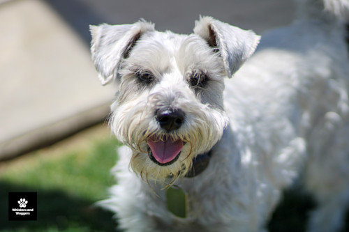 Dogpark pix 06 lnozan