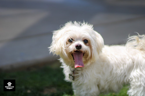 Dogpark pix 08 loqhiu