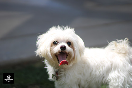 Dogpark pix 09 naulrw