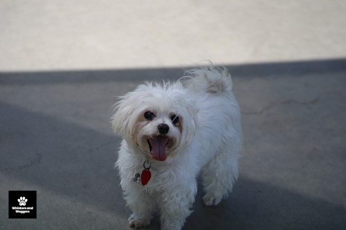 Dogpark pix 15 dfvgjh