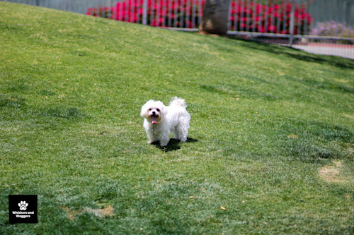 Dogpark pix 10 bl3lp7