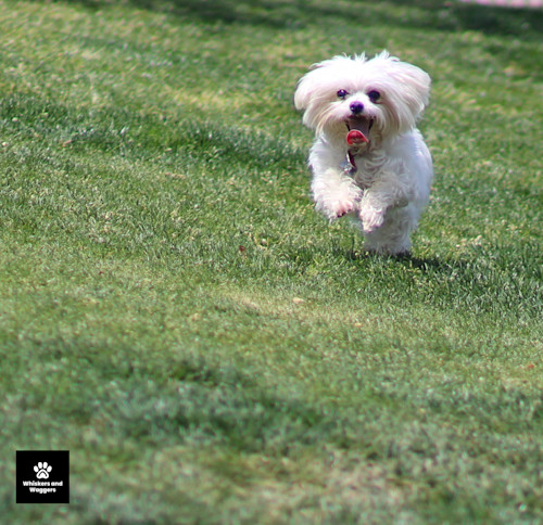 Dogpark pix 13 mcud1z