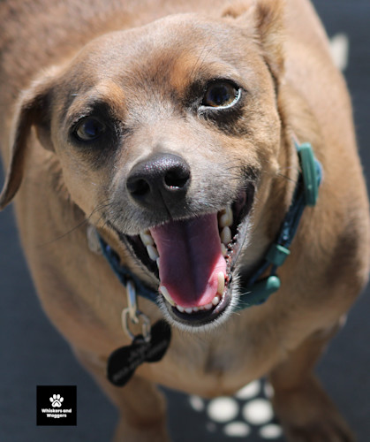 Dogpark pix sun 17 jhheii