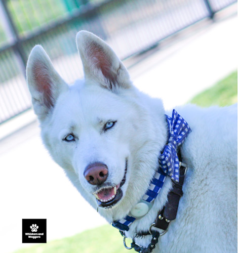 Dogpark pix sun 11 fnfetd