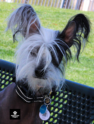 Dogpark pix sun 01 hryusu