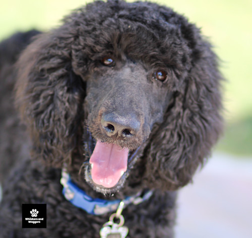 Dogpark pix sun 09 m9frt1