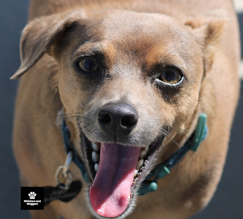 Dogpark pix sun 16 fxnljk