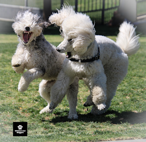 Dogpark pix sun 12 fwk8bj