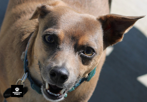 Dogpark pix sun 14 cohclq