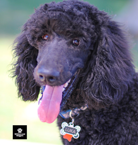 Dogpark pix sun 07 ezdhlk