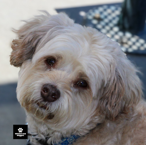 Dogpark pix sun 03 j5xgla