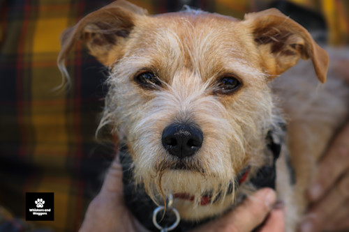 Dogpark pix sun 02 hpi9q1