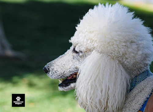 Dogpark pix sun 06 mc40bn