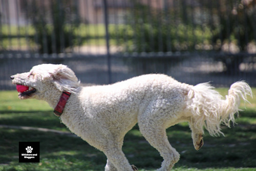 Dogpark pix sun 13 ftyhu0