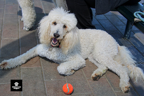 Dogpark pix sun 04 g5estp