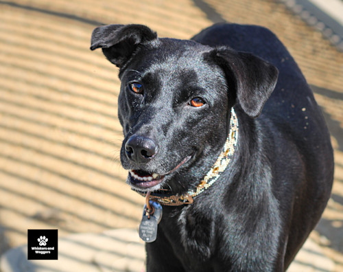 Dog park tues 3 em2qmk