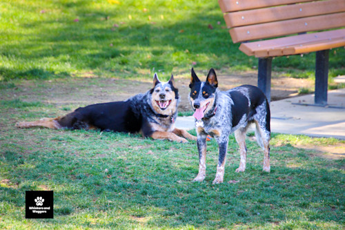 Dog park tues 2 gvd1xu