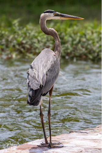 Graceful heron in nature kcosml