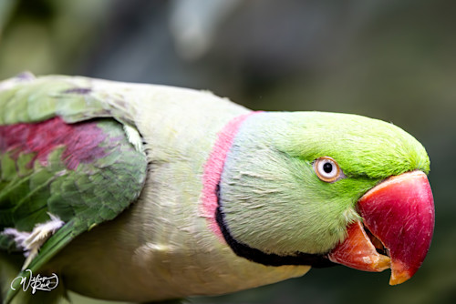 Parrots charm gc6jfd