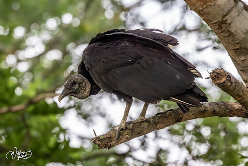 Perched majesty vvagnh