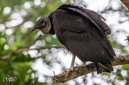 Vultures watch   natures cleanup crew jborts