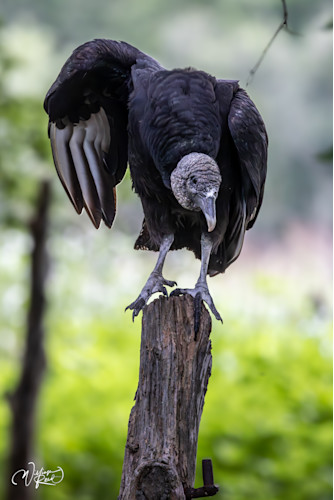 Vultures view qzo9dk