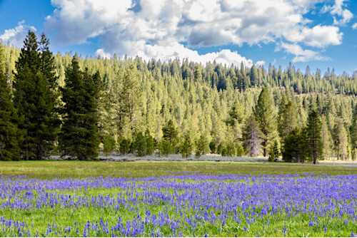 Camas at sagehen meadows 7 unnuqk