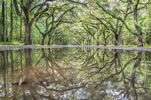 Wormsloe historic site savannah 6 5 2025 9523 czhhlu