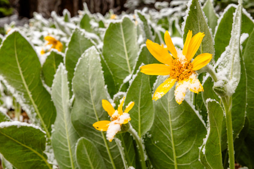 Snowy mule ears wildflowers 2 ht6eek